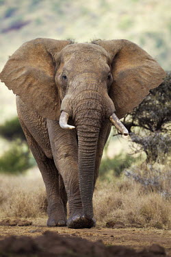 Portrait of African elephant Africa,African elephant,African elephants,elephant,Elephantidae,endangered,endangered species,Loxodonta,mammal,mammalia,Proboscidea,vertebrate,portrait,close up,face,head,close-up,tusks,Elephants,Chor
