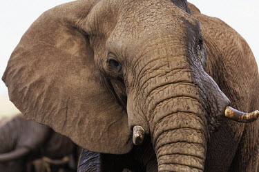 Portrait of African elephant Africa,African elephant,African elephants,elephant,Elephantidae,endangered,endangered species,Loxodonta,mammal,mammalia,Proboscidea,vertebrate,portrait,close up,face,head,close-up,tusks,Elephants,Chor