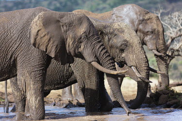 African elephants drinking at a waterhole Africa,African elephant,African elephants,animal behaviour,bathes,behaviour,elephant,Elephantidae,endangered,endangered species,Loxodonta,mammal,mammalia,Proboscidea,vertebrate,wet,wildlife,water,wate