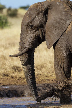 African elephant mud bathing at a waterhole Africa,African elephant,African elephants,animal behaviour,bathes,behaviour,elephant,Elephantidae,endangered,endangered species,grooming,Loxodonta,mammal,mammalia,mud,mud bath,mud bathing,mud baths,mu
