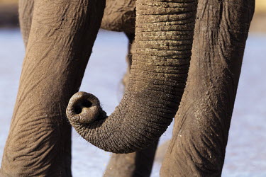 Close-up of African elephant trunk Africa,African elephant,African elephants,elephant,Elephantidae,endangered,endangered species,Loxodonta,mammal,mammalia,Proboscidea,vertebrate,trunk,legs,water,Elephants,Chordates,Chordata,Elephants,