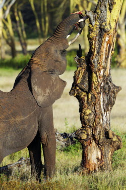 Young African elephant stripping bark off a tree Africa,African elephant,African elephants,elephant,Elephantidae,endangered,endangered species,Loxodonta,mammal,mammalia,Proboscidea,vertebrate,strpping,animal behaviour,bark,tree,reaching,trunk,Elepha