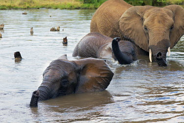 African elephant mother and young calf having a swim Africa,African elephant,African elephants,animal behaviour,bathes,behaviour,elephant,Elephantidae,endangered,endangered species,Loxodonta,mammal,mammalia,Proboscidea,vertebrate,baby,juvenile,young,cal