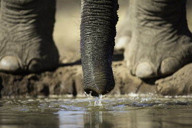 African elephants drinking at waterhole, close-up of trunk Africa,African elephant,African elephants,animal behaviour,bathes,behaviour,elephant,Elephantidae,endangered,endangered species,Loxodonta,mammal,mammalia,Proboscidea,vertebrate,wet,wildlife,water,wate