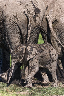 African elephant calf covered in mud Africa,African elephant,African elephants,animal behaviour,bathes,behaviour,elephant,Elephantidae,endangered,endangered species,Loxodonta,mammal,mammalia,Proboscidea,vertebrate,baby,juvenile,young,cut