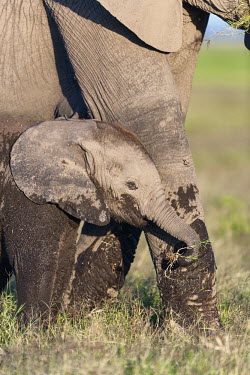 African elephant calf covered in mud Africa,African elephant,African elephants,animal behaviour,bathes,behaviour,elephant,Elephantidae,endangered,endangered species,Loxodonta,mammal,mammalia,Proboscidea,vertebrate,baby,juvenile,young,cut