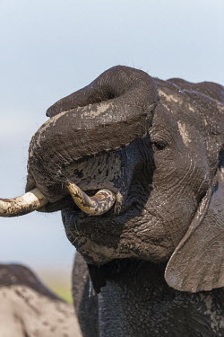 African elephant mudbathing Africa,African elephant,African elephants,animal behaviour,bathes,behaviour,elephant,Elephantidae,endangered,endangered species,grooming,Loxodonta,mammal,mammalia,mud,mud bath,mud bathing,mud baths,mu