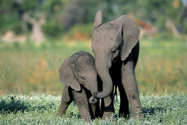 African elephant calves playing Okavango Delta, Botswana Africa,African elephant,African elephants,animal behaviour,behaviour,elephant,Elephantidae,endangered,endangered species,Loxodonta,mammal,mammalia,Proboscidea,vertebrate,baby,juvenile,young,cute,calf,