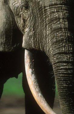 Forest elephant profile close-up Forest elephant,Africa,African elephants,elephant,Elephantidae,endangered,endangered species,Loxodonta,mammal,mammalia,Proboscidea,vertebrate,profile,tusks,tusk,trunk,head,face,close-up,close up,Eleph