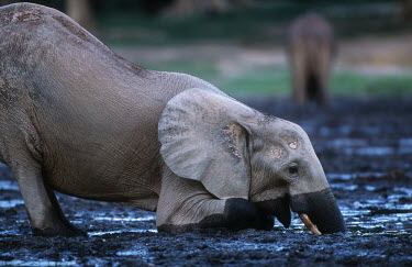 Young forest elephant digging with tusks and trunk for mineral rich mud to supplement diet and possibly to neutralize toxins Forest elephant,Africa,African elephants,elephant,Elephantidae,endangered,endangered species,Loxodonta,mammal,mammalia,Proboscidea,vertebrate,profile,animal behaviour,mud,muddy,mudbath,mudbathing,wet,