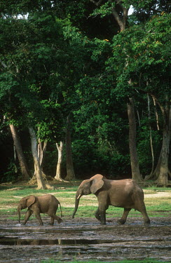 Forest elephant mother with young Forest elephant,Africa,African elephants,elephant,Elephantidae,endangered,endangered species,Loxodonta,mammal,mammalia,Proboscidea,vertebrate,profile,baby,juvenile,young,calf,cute,parent,parenthood,mo