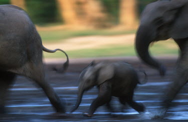 Forest elephant herd running through mud Forest elephant,Africa,African elephants,elephant,Elephantidae,endangered,endangered species,Loxodonta,mammal,mammalia,Proboscidea,vertebrate,profile,runnning,run,movement,action,mud,muddy,water,runni