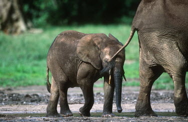 Forest elephant calf with mother Forest elephant,Africa,African elephants,elephant,Elephantidae,endangered,endangered species,Loxodonta,mammal,mammalia,Proboscidea,vertebrate,profile,baby,juvenile,young,calf,cute,parent,parenthood,mo