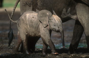 Forest elephant calf with mother Forest elephant,Africa,African elephants,elephant,Elephantidae,endangered,endangered species,Loxodonta,mammal,mammalia,Proboscidea,vertebrate,profile,baby,juvenile,young,calf,cute,parent,parenthood,mo