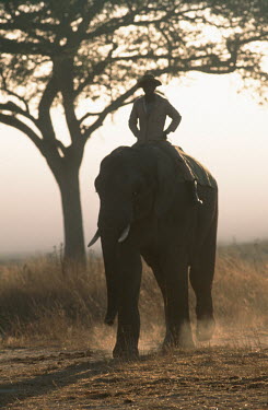 African elephant with mahout Africa,African elephant,African elephants,elephant,Elephantidae,endangered,endangered species,Loxodonta,mammal,mammalia,Proboscidea,vertebrate,human,humans,riding,person,Elephants,Chordates,Chordata,E