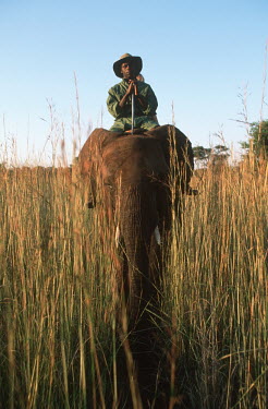 Trained African elephan with its mahout Africa,African elephant,African elephants,elephant,Elephantidae,endangered,endangered species,Loxodonta,mammal,mammalia,Proboscidea,vertebrate,human,humans,riding,person,Elephants,Chordates,Chordata,E