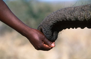 African elephant trunk and human hand Africa,African elephant,African elephants,elephant,Elephantidae,endangered,endangered species,Loxodonta,mammal,mammalia,Proboscidea,vertebrate,human,humans,person,relationship,friend,friendship,Elepha