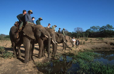 African elephant safari Africa,African elephant,African elephants,elephant,Elephantidae,endangered,endangered species,Loxodonta,mammal,mammalia,Proboscidea,vertebrate,human,humans,person,reltationship,Elephants,Chordates,Cho
