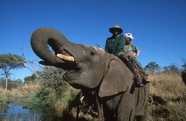 African elephant safari Africa,African elephant,African elephants,elephant,Elephantidae,endangered,endangered species,Loxodonta,mammal,mammalia,Proboscidea,vertebrate,human,humans,person,reltationship,Elephants,Chordates,Cho