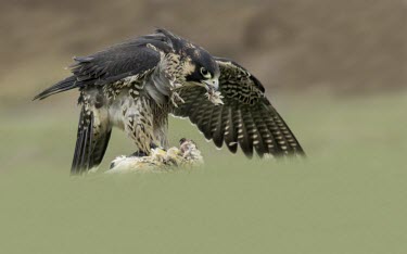 Peregrine falcon Peregrine falcon,Falco peregrinus,aves,birds,falconidae,falcon,bird of prey,UK species,British species,UK,Europe,head,close up,profile,talons,perched,raptor,eye,beak,least concern,feeding,eating,prey,