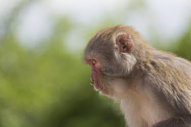 Rhesus macaque side profile rhesus macaque,rhesus monkey,macaca mulatta,mammalia,mammal,primate,Cercopithecidae,old world monkey,monkey,profile,face,head,eyes,ears,sitting,vertebrate,least concern,side view,side profile,side,clo