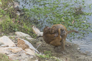 Rhesus macaques play fighting rhesus macaque,rhesus monkey,macaca mulatta,mammalia,mammal,primate,Cercopithecidae,old world monkey,monkey,vertebrate,animal behaviour,play fighting,fighting,play,wetland,river,least concern,Himalaya