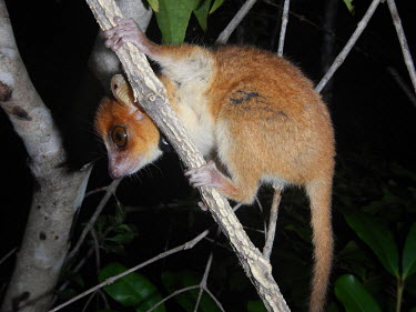 Sambirano mouse lemur Sambirano mouse lemur,Microcebus sambiranensis,mammalia,mammal,primates,cheirogaleidae,mouse lemur,endangered,rainforest,forest,cute,eyes,big eyes,climbing,ears,nose,face,side profile,Madagascar,Afric