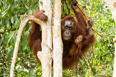 Mother Sumatran orangutan with young climbing tree Sumatran orangutan,orangutan,pongo abelii,mammalia,mammal,primate,hominidae,hominid,great ape,forest,rainforest,Sumatra,Indonesisa,Asia,critically endangered species,critically endangered,mother,mothe