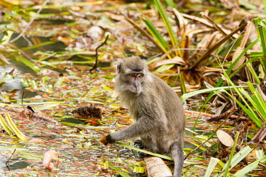 Long-tailed macaque Crab-eating macaque,Long-tailed macaque,Cynomolgus monkey,Macaca fasicularis,mammalia,mammal,primates,cercopithecidae,monkey,macaque,old world monkey,least concern,forest,rainforest,Sumatra,Indonesia,