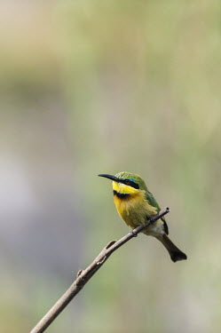 Little bee-eater perched African bird,Botswana,Chobe,Chobe River,Game Reserve,Kasane,africa,african,african wildlife,animal,aves,avian,biology,chobe national park,day,fauna,little bee-eater,nature reserve,ornithological,ornit