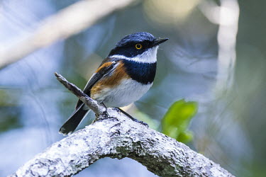 Male Cape batis perching African bird,Cape Batis,Horizontal,Marine Protected Area,National Park,Outdoors,South Africa,Storms River,Tsitsikamma Marine Protected Area,Western Cape,africa,african,african wildlife,animal,aves,avi
