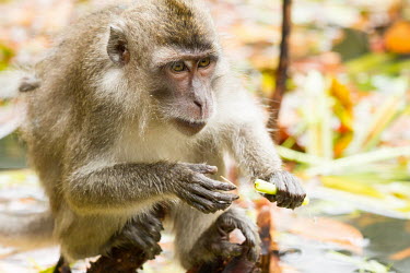 Long-tailed macaque Crab-eating macaque,Long-tailed macaque,Cynomolgus monkey,Macaca fasicularis,mammalia,mammal,primates,cercopithecidae,monkey,macaque,old world monkey,least concern,forest,rainforest,Sumatra,Indonesia,