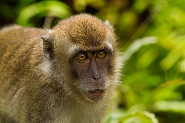 Long-tailed macaque close-up Crab-eating macaque,Long-tailed macaque,Cynomolgus monkey,Macaca fasicularis,mammalia,mammal,primates,cercopithecidae,monkey,macaque,old world monkey,least concern,forest,rainforest,Sumatra,Indonesia,