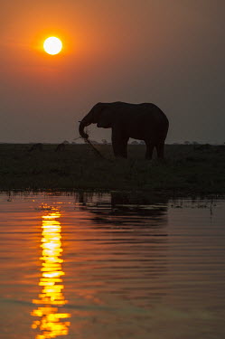 African elephant feeding at sunset African Elephant,Botswana,Chobe,Chobe River,Feeding,Game Reserve,Kasane,Nature Silhouette,Silhouette,africa,african,african animal,african mammal,african wildlife,animal,animal themes,animals in the w