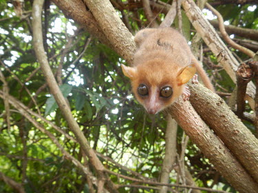 Sambirano mouse lemur Sambirano mouse lemur,Microcebus sambiranensis,mammalia,mammal,primates,cheirogaleidae,mouse lemur,lemur,endangered,rainforest,forest,cute,eyes,big eyes,climbing,ears,nose,face,close up,Madagascar,Afr