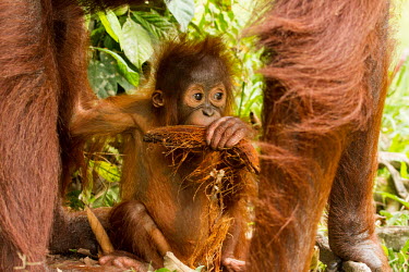 Infant Sumatran orangutan Sumatran orangutan,orangutan,pongo abelii,mammalia,mammal,primate,hominidae,hominid,great ape,forest,rainforest,Sumatra,Indonesisa,Asia,critically endangered species,critically endangered,eyes,baby,cu
