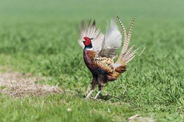 Pheasant Pheasant,Phasaianus colchius,Phasianidae,birds,aves,game birds,male,profile,grassland,introduced species,introduced,flight,flapping,feather,feathers,colourful,take-off,wings,dimorphism,UK species,Brit