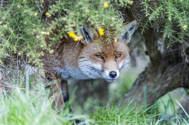 Red fox British Wildlife Centre,red fox,vulpes vulpes,canidae,mammalia,mammal,canid,fox,carnivora,carnivore,least concern,face,head,eyes,ears,curious,captive,vertebrate,British species,UK species,England,UK,E