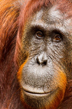Female Sumatran orangutan close-up Sumatran orangutan,orangutan,pongo abelii,mammalia,mammal,primate,hominidae,hominid,great ape,forest,rainforest,Sumatra,Indonesisa,Asia,critically endangered species,critically endangered,close up,fem
