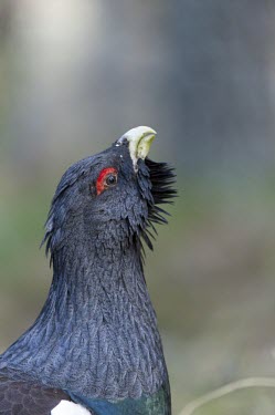 Capercaille close-up Capercaillie,Western capercaillie,Tetrao urogallus,aves,bird,phasianidae,UK species,British species,vertebrate,beak,bill,head,feathers,eye,side profile,side view,close up,Scottish Highlands,Highlands,