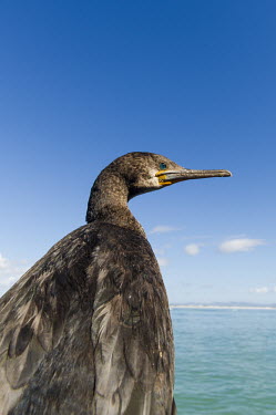Cape cormorant close-up African bird,Beauty in Cape Cormorant,Coastline,Outdoors,South Africa,Western Cape,africa,african,african wildlife,animal,aves,avian,biology,day,fauna,harbor,no people,one,ornithological,ornithology,s