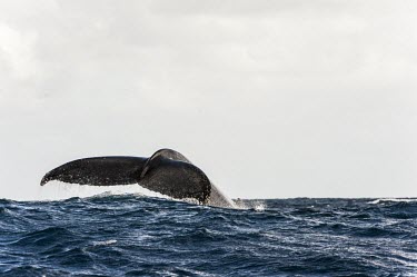 Humpback whale tail flukes Humpback whale,whale,mammalia,mammal,balaenopteridae,least concern,tail,fluke,sea,marine,ocean,Madagascar,Africa,vertebrate,Rorquals,Balaenopteridae,Cetacea,Whales, Dolphins, and Porpoises,Chordates,C