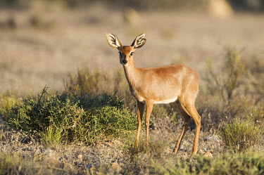 Female steenbok Beauty in Horizontal,Namaqua National Park,National Park,Northern Cape,Outdoors,South Africa,africa,african,african animal,african mammal,african wildlife,animal,animal themes,animals in the wild,ante