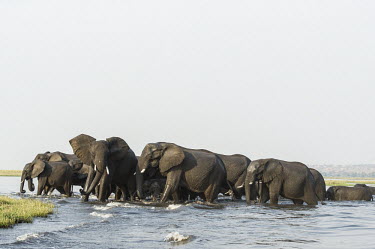 A herd of African elephants African Elephant,Botswana,Chobe,Chobe River,Feeding,Game Reserve,Horizontal,Kasane,africa,african,african animal,african mammal,african wildlife,animal,animal themes,animals in the wild,biology,chobe