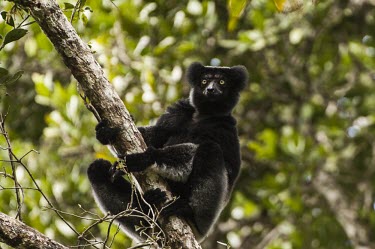 Indri in tree Indri,Indri indri,lemur,mammalia,mammal,primates,indriidae,vertebrate,critically endangered,critically endangered species,cute,side profile,profile,face,Madagascar,Africa,forest,rainforest,endemic,cli