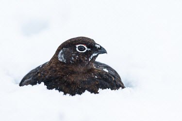 Red grouse in snow Willow grouse,Red grouse,lagopus lagopus,least concern,aves,birds,phasianidae,grouse,Europe,UK,Highlands,Scottish Highlands,Scotland,UK species,close up,profile,snow,vertebrate,winter,Christmas,cold,c