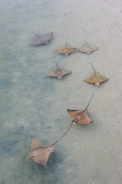 Bull rays Beauty in Coastline,Marine Protected Area,National Park,South Africa,West Coast National Park,Western Cape,africa,african,bull ray,langebaan lagoon,nature reserve,no people,protected area,rural,salt m