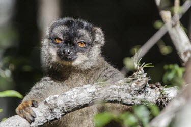 Brown lemur Brown lemur,Common brown lemur,Eulemur fulvus,potrait,near threatened,mammalia,mammal,primates,lemuridae,lemur,cute,climbing,pose,nose,eyes,Madagascar,Africa,close up,smile,happy,endemic,Primates,Appe