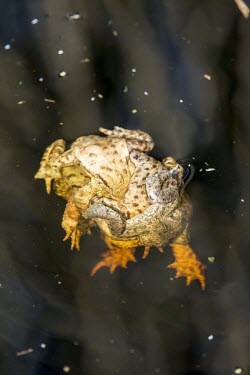 Common toad ball Common toad,bufo bufo,amphibian,anura,toad,bufonidae,vertebrate,mating,sexual reproduction,reproduction,ball,toad ball,water,animal behaviour,wetlands,fen,Great Fen,Cambridgeshire,UK,England,Europe,le