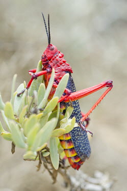 Common milkweed locust African insect,Beauty in Common Milkweed Locust,Namaqua National Park,National Park,Northern Cape,Outdoors,Phymateus morbillosus,South Africa,africa,african,biology,insect,nature reserve,no people,pro